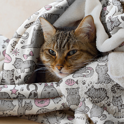 Very cute cat snuggled up in a custom cat blanket.