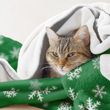 Pet cat wrapped up in holiday patterned blanket.